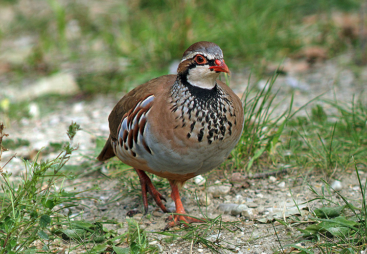 Pernice rossa